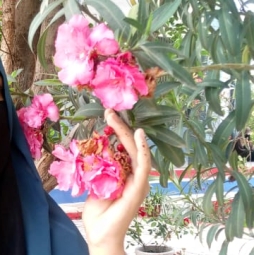 Sadia Nosheen - F.Sc / I.Com / ICS Home and Online Tutor in Sargodha